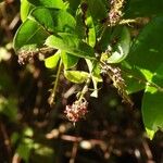 Hirtella paniculata Folla