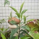 Ardisia elliptica Хабит