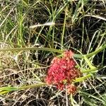 Lomatium hooveri