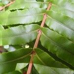 Blechnum subcordatum Leaf