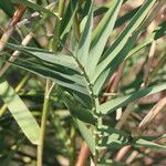 Arundo micrantha Arall