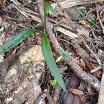 Achlydosa glandulosa Habit