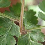 Athyrium ammifolium