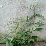 Andrographis paniculata Blad