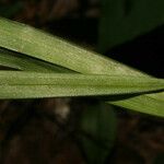 Stenanthium gramineum Leaf