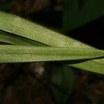 Stenanthium gramineum পাতা