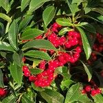 Ardisia crenata आदत