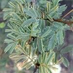 Senegalia praecox Leaf