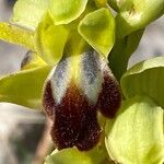 Ophrys fuscaKukka