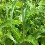 Cirsium heterophyllum Tervik taim