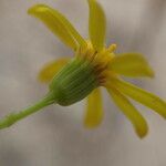 Senecio gallicus 花