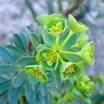 Euphorbia portlandica Blad