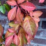 Parthenocissus henryana Φύλλο