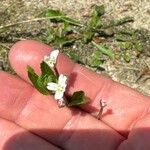 Epilobium roseum Flower