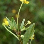 Ranunculus ophioglossifolius Likasa