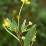 Ranunculus ophioglossifolius 葉