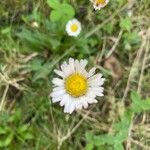 Bellis sylvestrisLorea