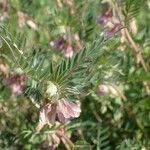 Vicia pannonica ഇല