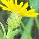 Pentanema spiraeifolium Flower