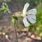 Silene dichotomaപുഷ്പം