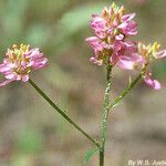 Polygala curtissii Flower