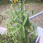 Tagetes lucida Leaf