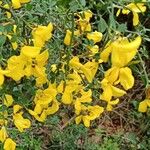 Cytisus spinosus Blüte