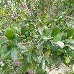 Diospyros texana Folha