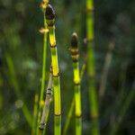 Equisetum laevigatum অভ্যাস