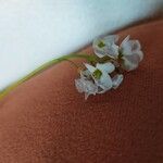 Cardamine pratensisFlower