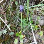 Muscari neglectumFlor