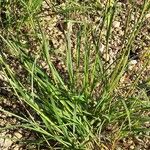 Andropogon distachyos Leaf