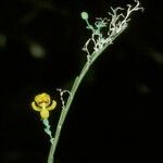 Lockhartia oerstedii Hoja