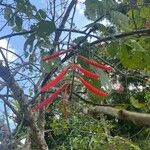 Erythrina amazonica Fruit