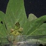 Croton argenteus Other