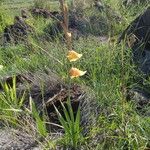 Gladiolus dalenii Ostatní