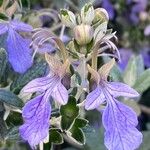 Teucrium fruticansFlower