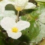 Hydrocharis morsus-ranae Λουλούδι