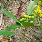 Metrosideros elegans Fruit