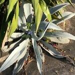 Agave beauleriana Feuille