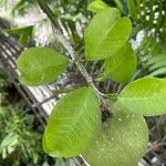 Citrus maxima Leaf