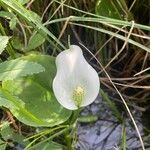 Calla palustris Virág