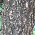 Erythrina abyssinica Bark