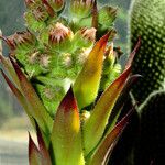 Sempervivum montanum Hoja
