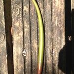 Rhizophora mangle Sonstige
