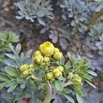 Ruta chalepensis Flor