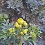 Ruta chalepensis Flower