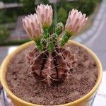 Gymnocalycium anisitsii Кветка