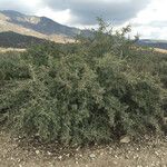 Ceanothus leucodermis Hábito