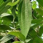 Cinnamomum verum Blatt